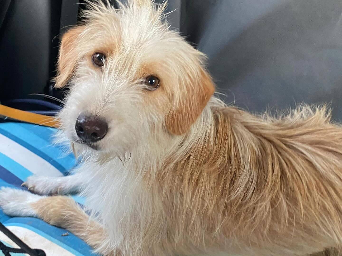 Adozione cane, maschio, Razza sconosciuta Razza sconosciuta, 4 anni, taglia media contenuta, Latina