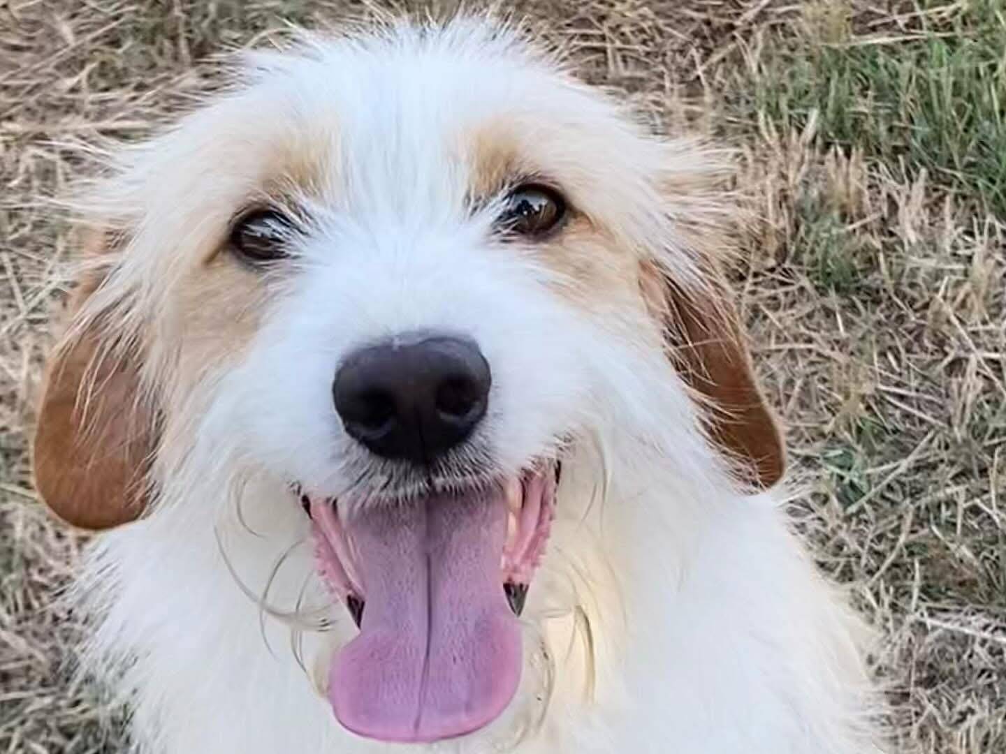 Adotta un cane, maschio, 4 anni, Latina