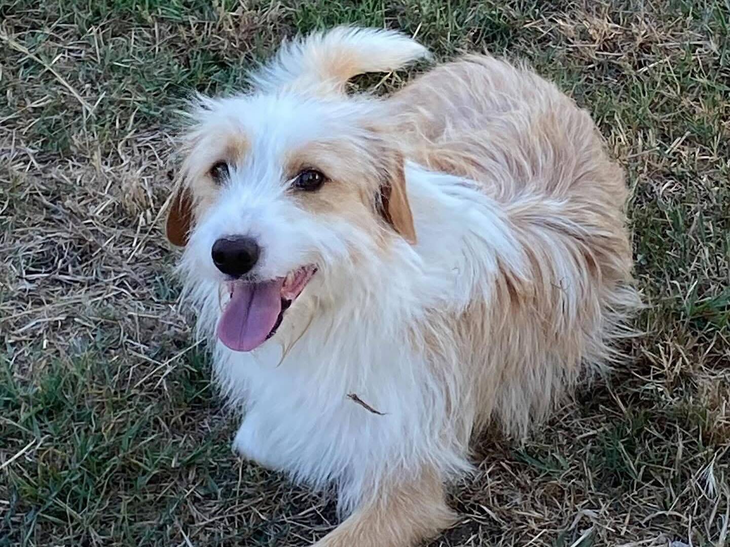 Adotta un cane, taglia media contenuta, maschio, Latina