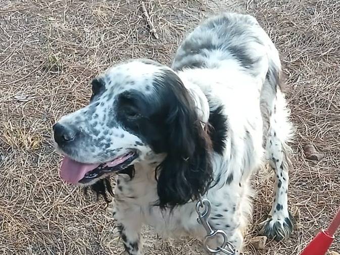 Adozione cane, maschio, Setter Inglese Razza sconosciuta, 6 anni e 10 mesi, taglia media, Milano