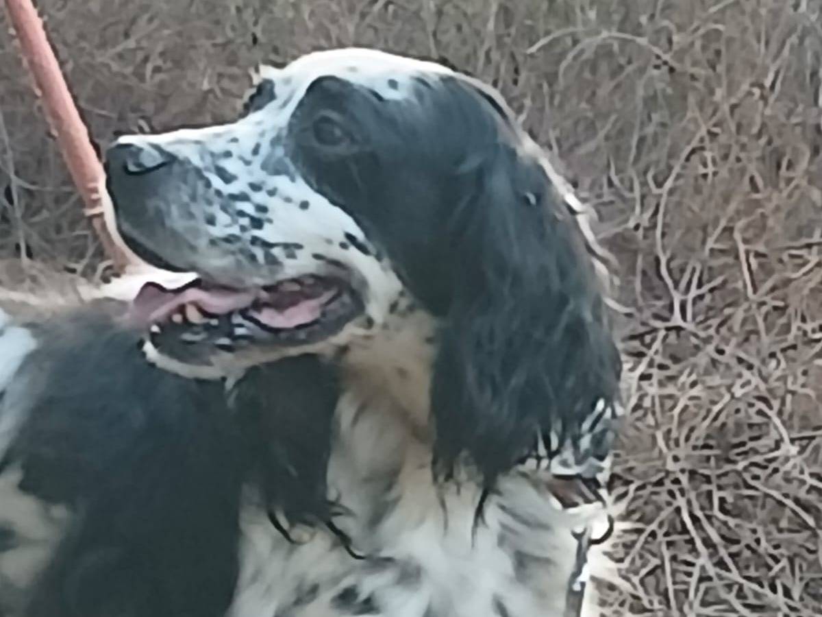 Adotta un cane, maschio, 6 anni e 10 mesi, Milano