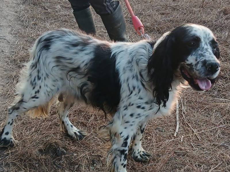 Adotta un cane, taglia media, maschio, Milano