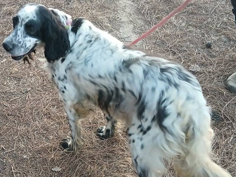 Vuoi adottare un cane a Milano?