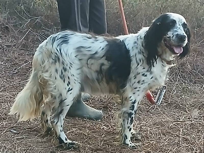 Adotta il cane Jack a Milano