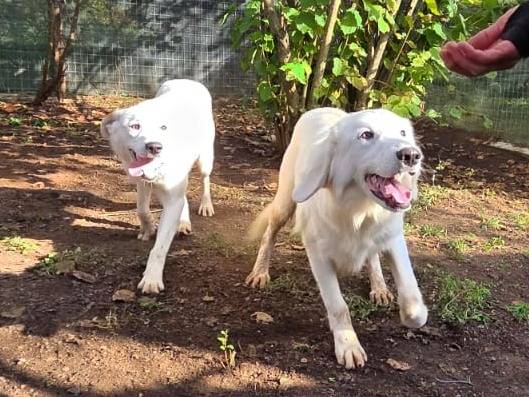 Adotta un cane, maschio, 7 mesi, Viterbo