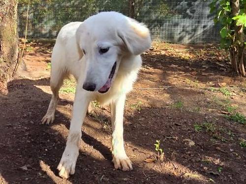 Adotta un cane, taglia media, maschio, Viterbo