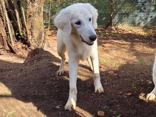 Vuoi adottare un cane a Viterbo?