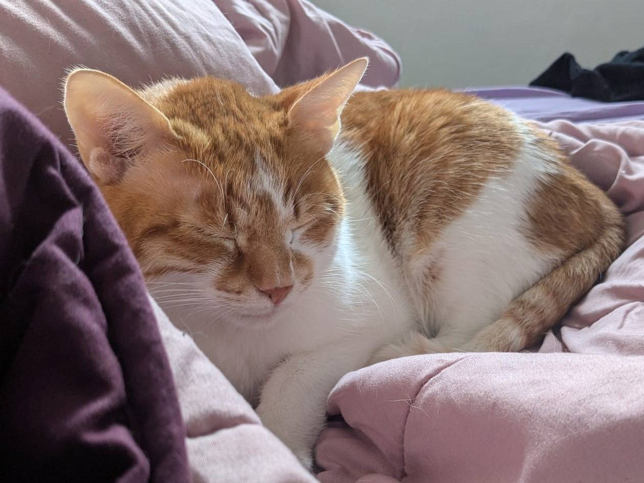 Adotta il gatto Tigre a Torino