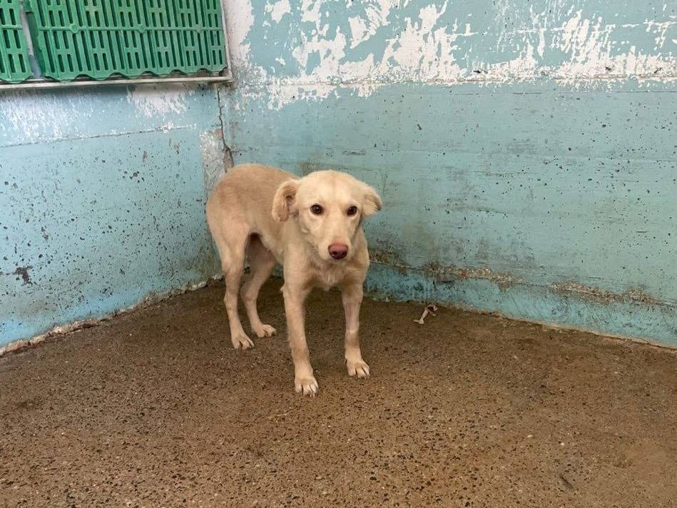 Adozione cane, femmina, Razza sconosciuta Razza sconosciuta, 1 anno e 5 mesi, taglia piccola, Crotone