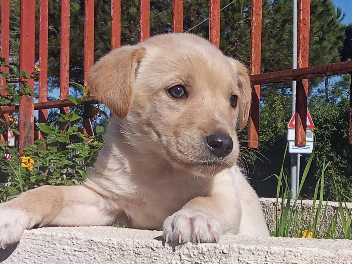 Adozione cane, femmina, Razza sconosciuta Razza sconosciuta, 2 mesi, taglia media contenuta, Caserta
