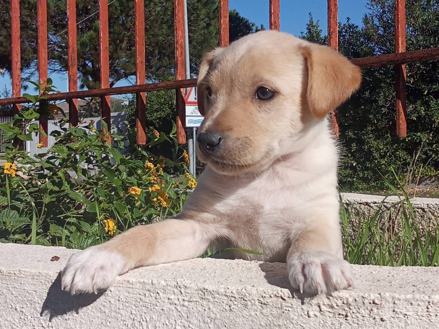 Adotta un cane, femmina, 2 mesi, Caserta