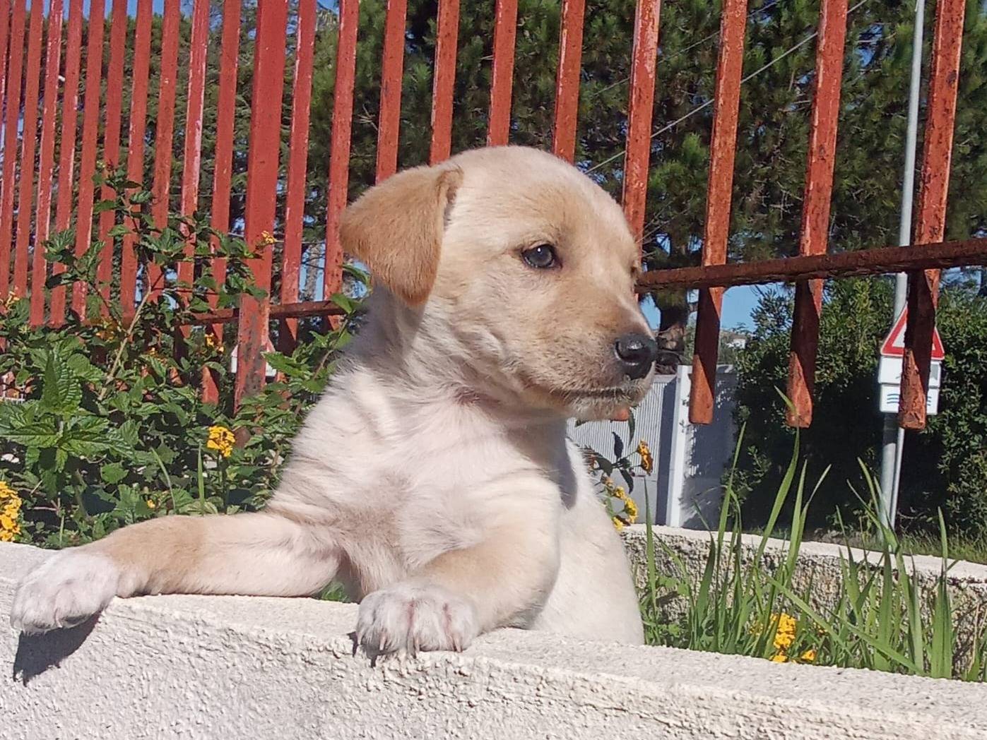 Adotta un cane, taglia media contenuta, femmina, Caserta