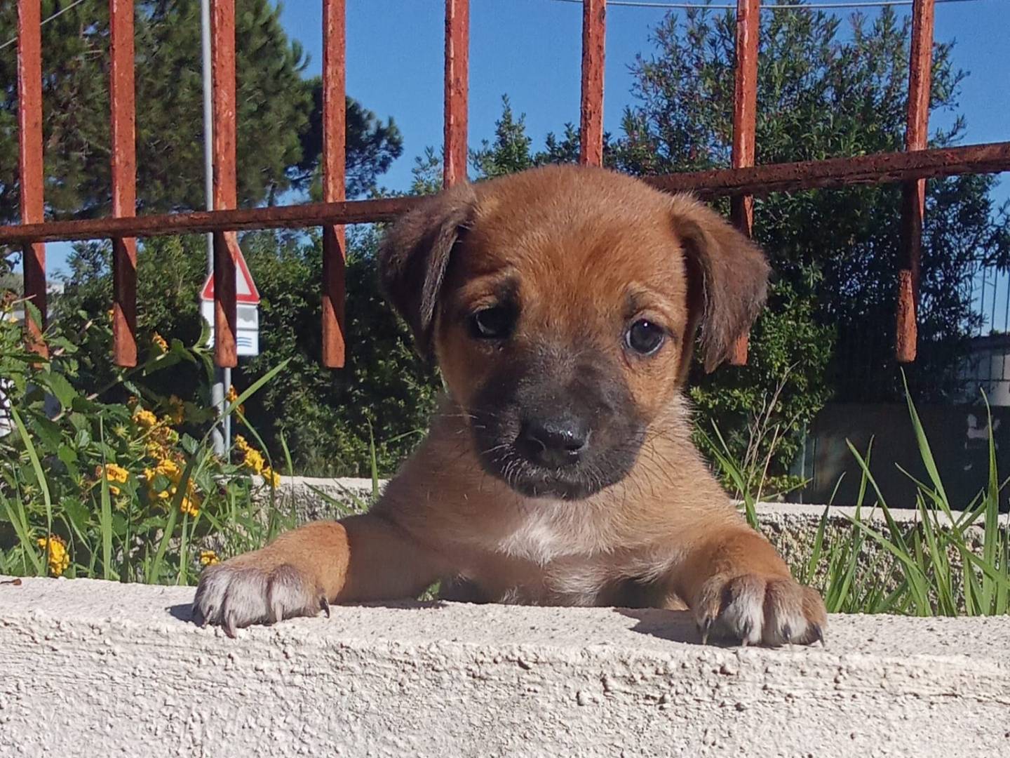 Adotta un cane, femmina, 2 mesi, Caserta