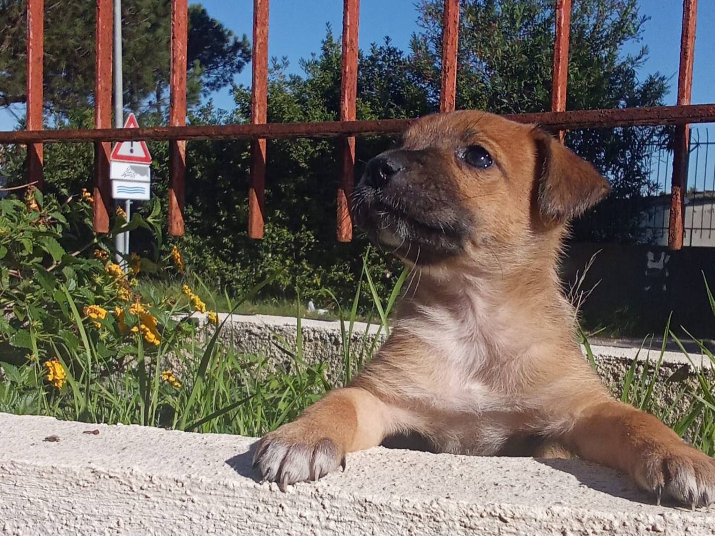 Adotta un cane, taglia media contenuta, femmina, Caserta