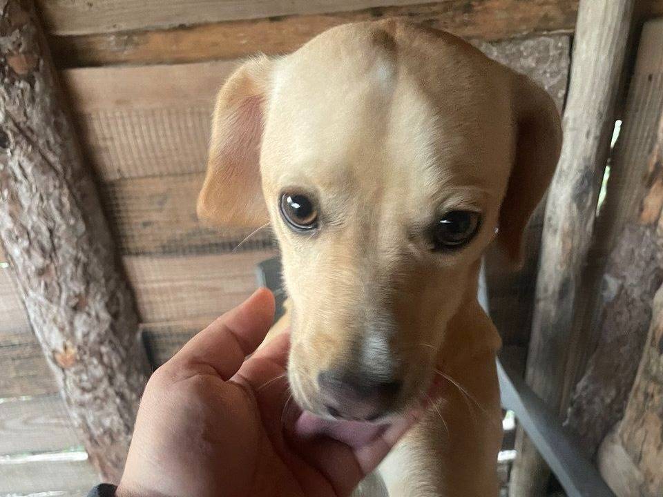 Adozione cane, maschio, Razza sconosciuta Razza sconosciuta, 9 mesi, taglia piccola, Crotone