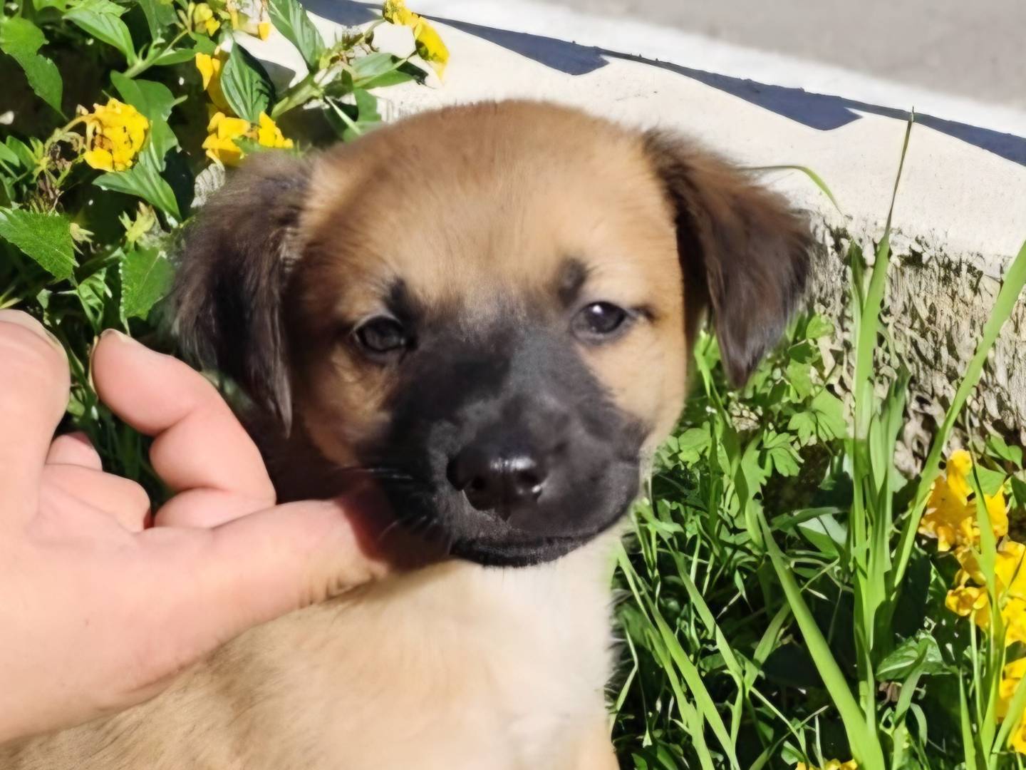 Vuoi adottare un cane a Caserta?