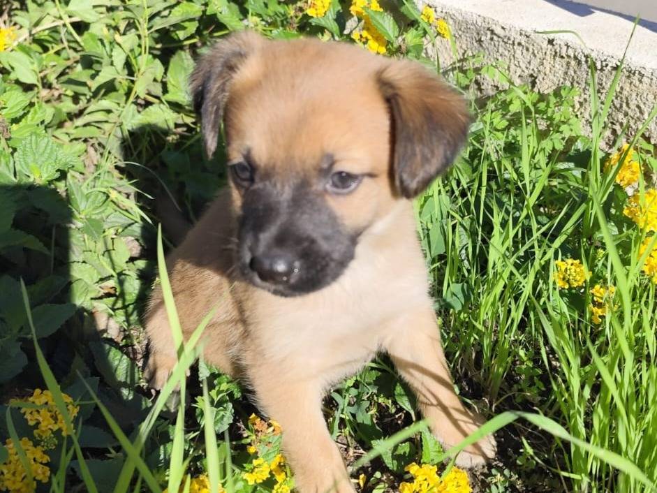 Adotta il cane Pablo a Caserta