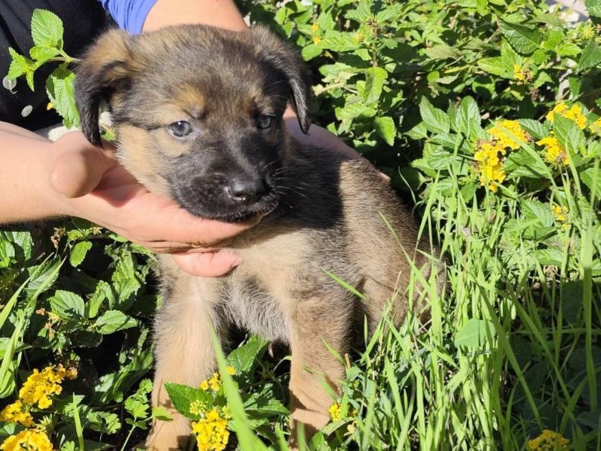 Vuoi adottare un cane a Caserta?