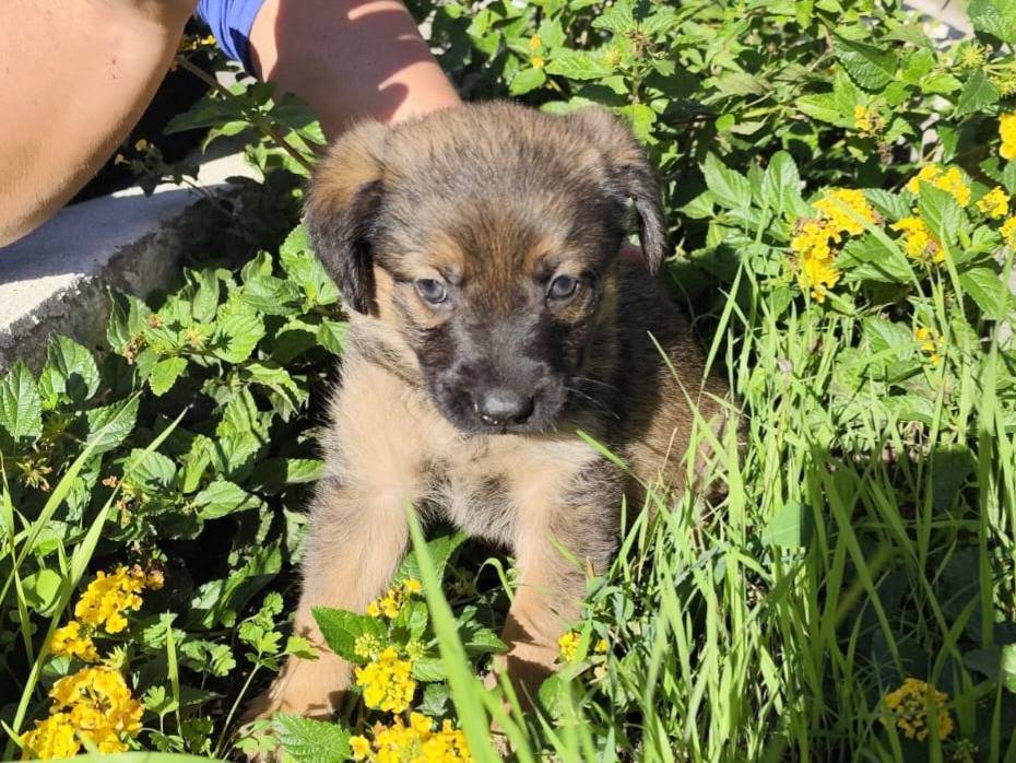 Adotta il cane Paco a Caserta