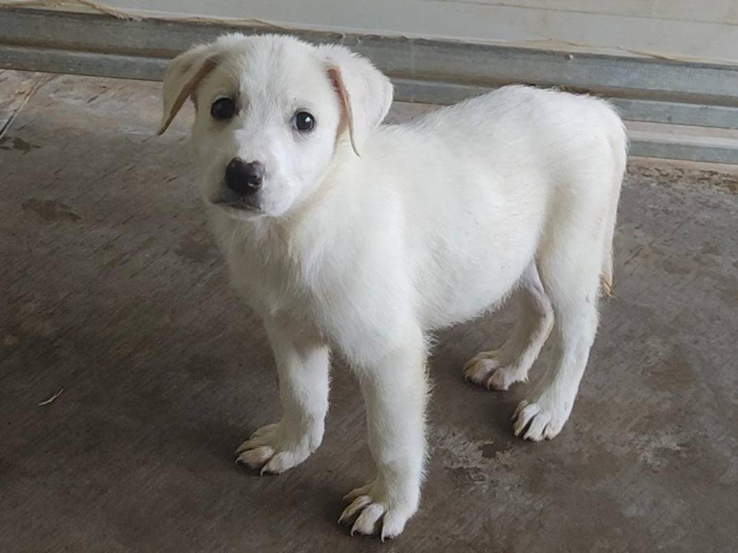 Adotta un cane, femmina, 2 mesi, Palermo