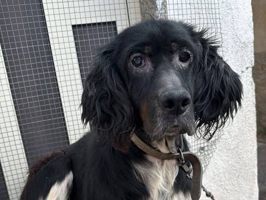 Adozione cane, femmina, Spaniel Razza sconosciuta, 10 anni e 5 mesi, taglia media contenuta, Crotone