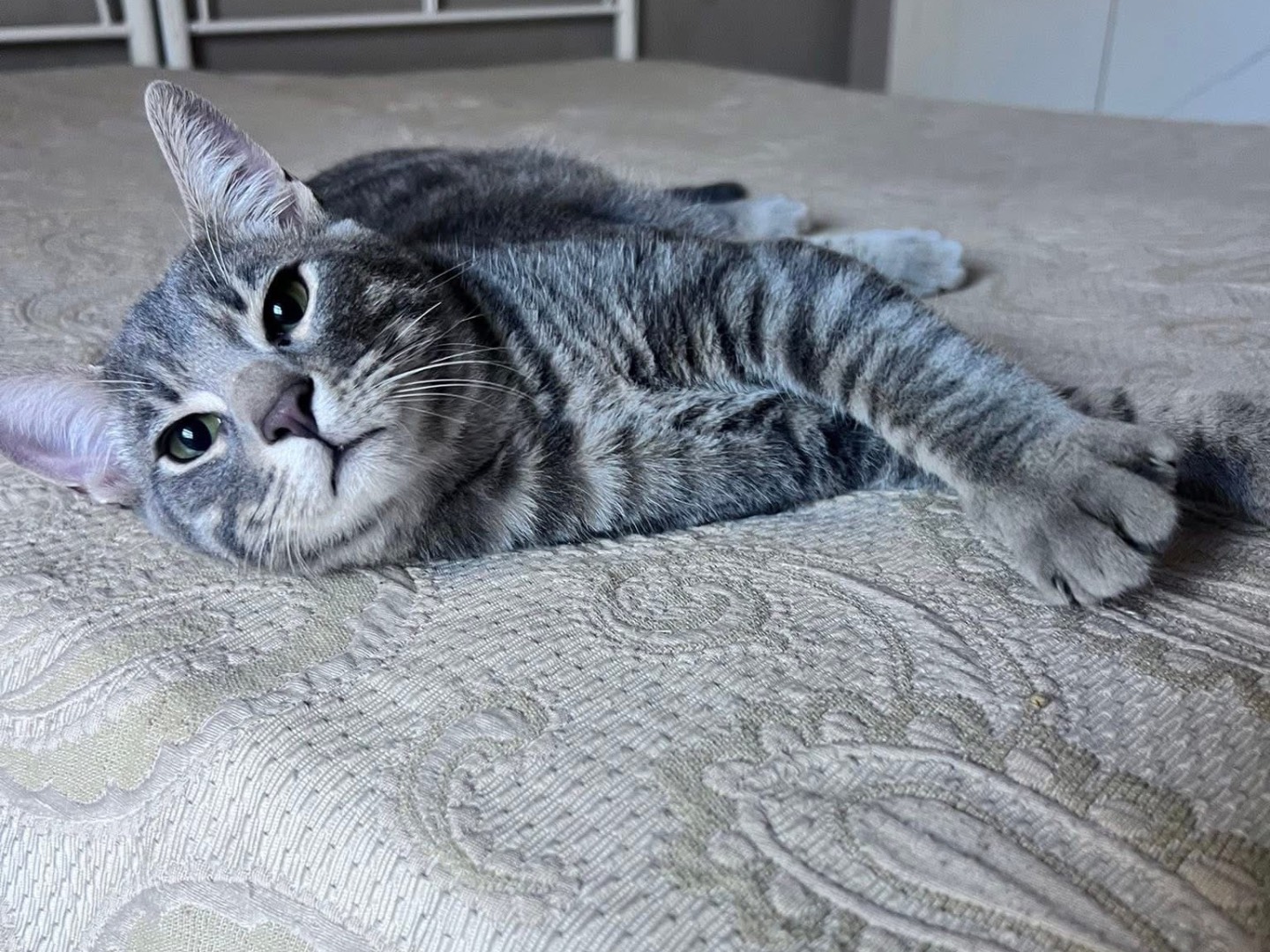 Adozione gatto, maschio, Razza sconosciuta Razza sconosciuta, 5 mesi, taglia non valida, Bari