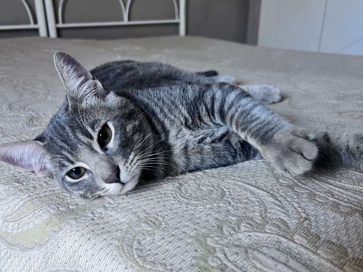 Adotta un gatto, maschio, 5 mesi, Bari