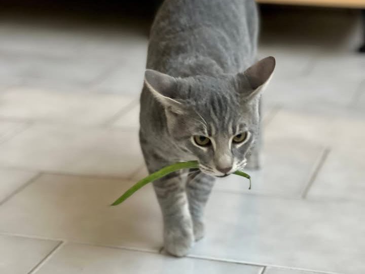 Adotta un gatto, taglia non valida, maschio, Bari