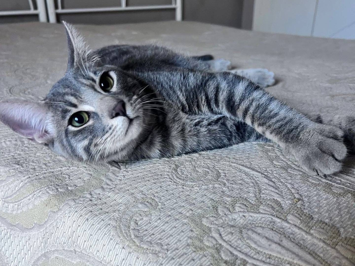 Vuoi adottare un gatto a Bari?