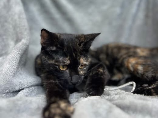 Vuoi adottare un gatto a Bari?