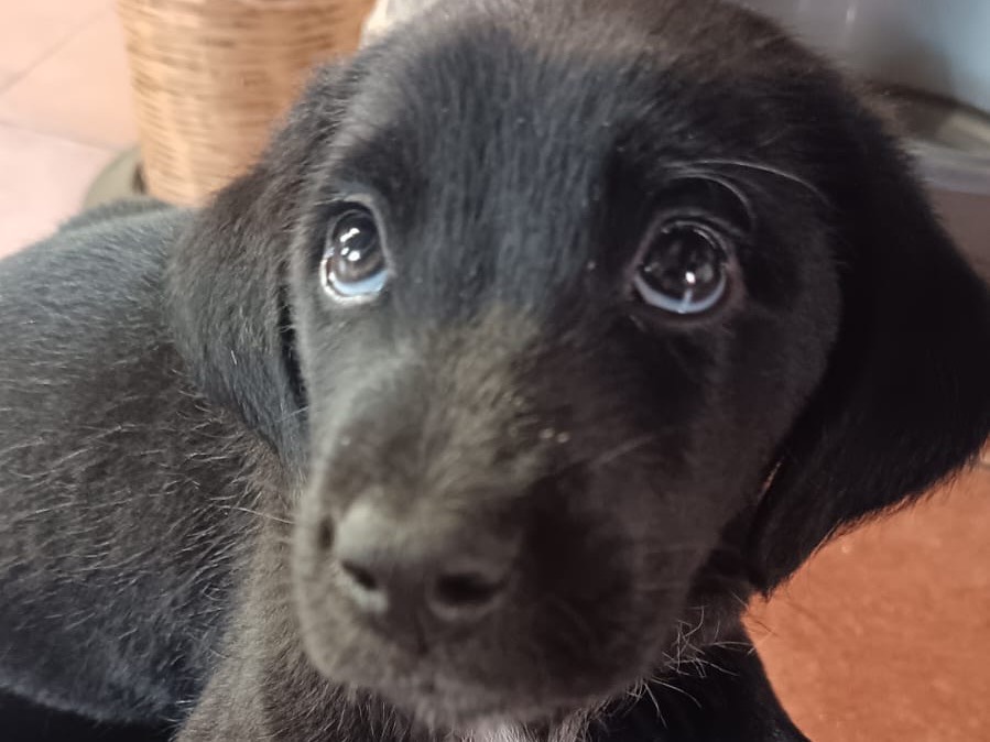 Adozione cane, maschio, Razza sconosciuta Razza sconosciuta, 3 mesi, taglia media, Ragusa