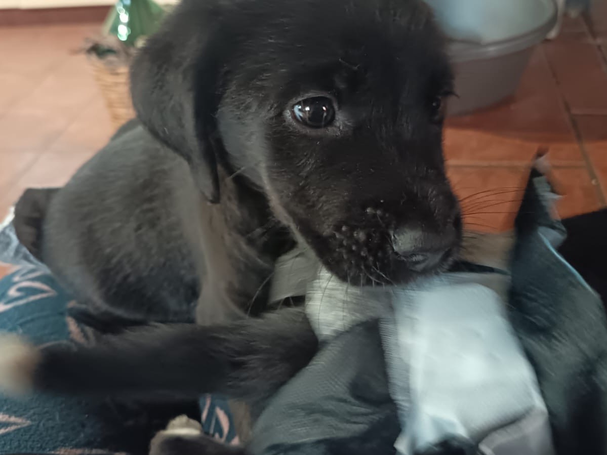 Adotta un cane, maschio, 3 mesi, Ragusa