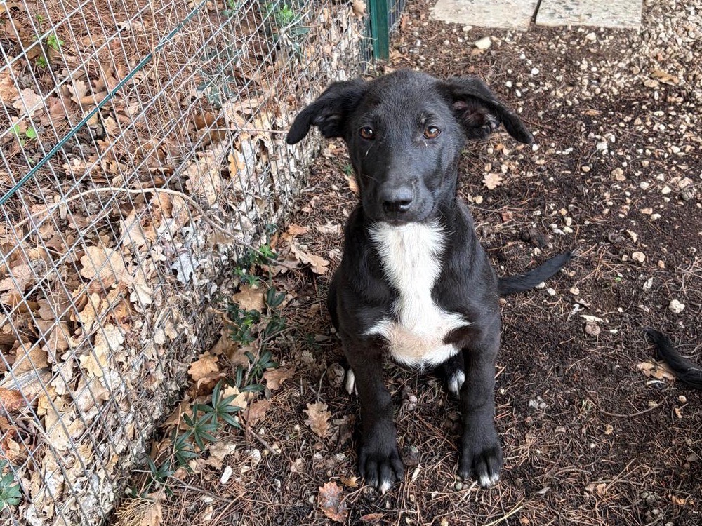 Adozione cane, femmina, Razza sconosciuta Razza sconosciuta, 4 mesi, taglia media, Ragusa