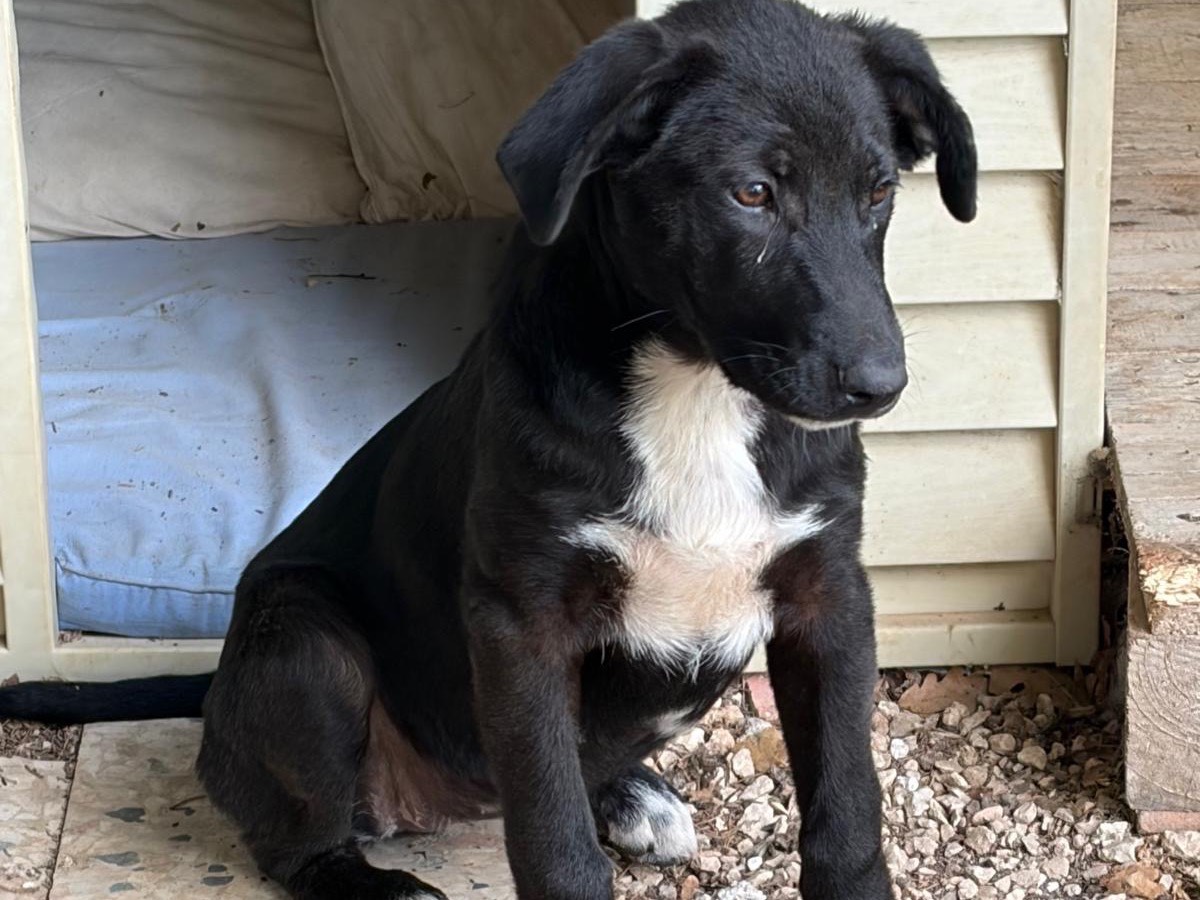 Adotta un cane, femmina, 4 mesi, Ragusa