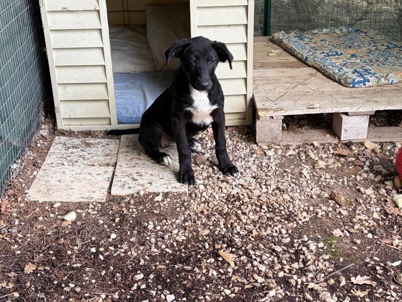 Adotta un cane, taglia media, femmina, Ragusa