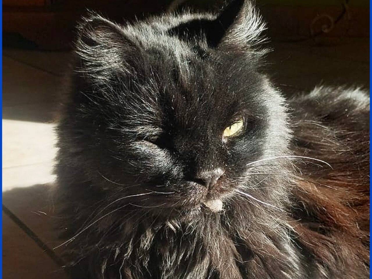 Adozione gatto, maschio, Razza sconosciuta Razza sconosciuta, 10 anni e 2 mesi, taglia non valida, Torino