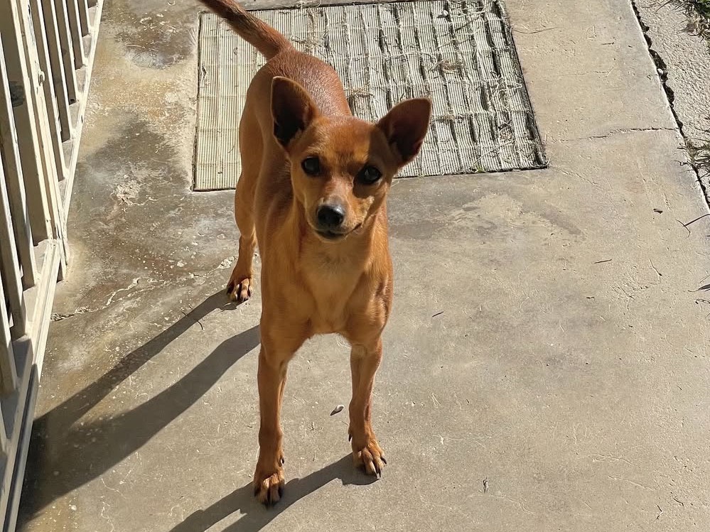 Vuoi adottare un cane a Treviso?