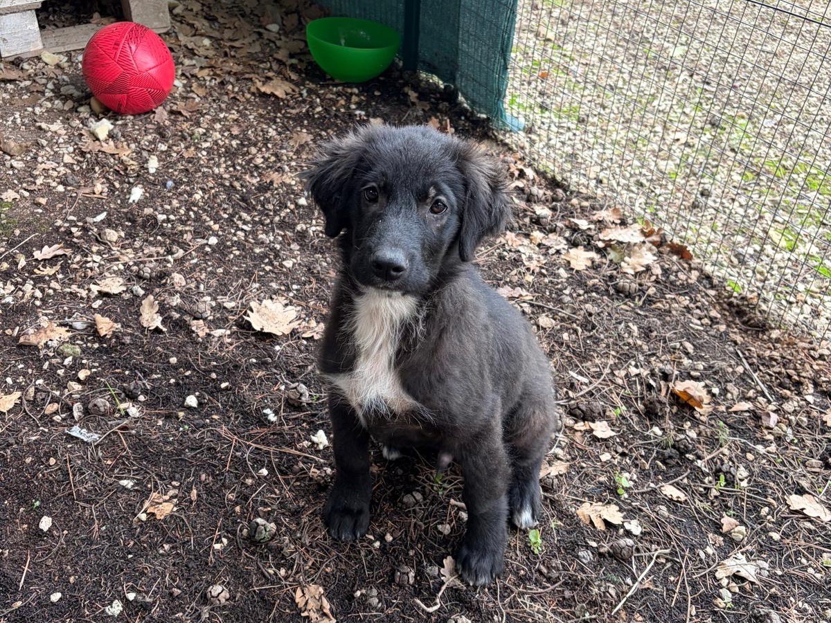 Adozione cane, maschio, Razza sconosciuta Razza sconosciuta, 4 mesi, taglia media, Ragusa
