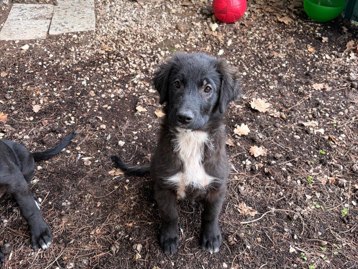 Adotta un cane, maschio, 4 mesi, Ragusa