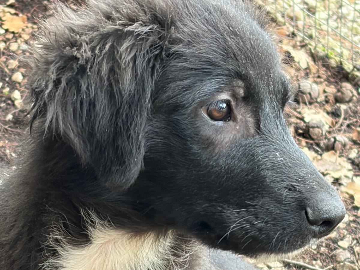 Adotta un cane, taglia media, maschio, Ragusa