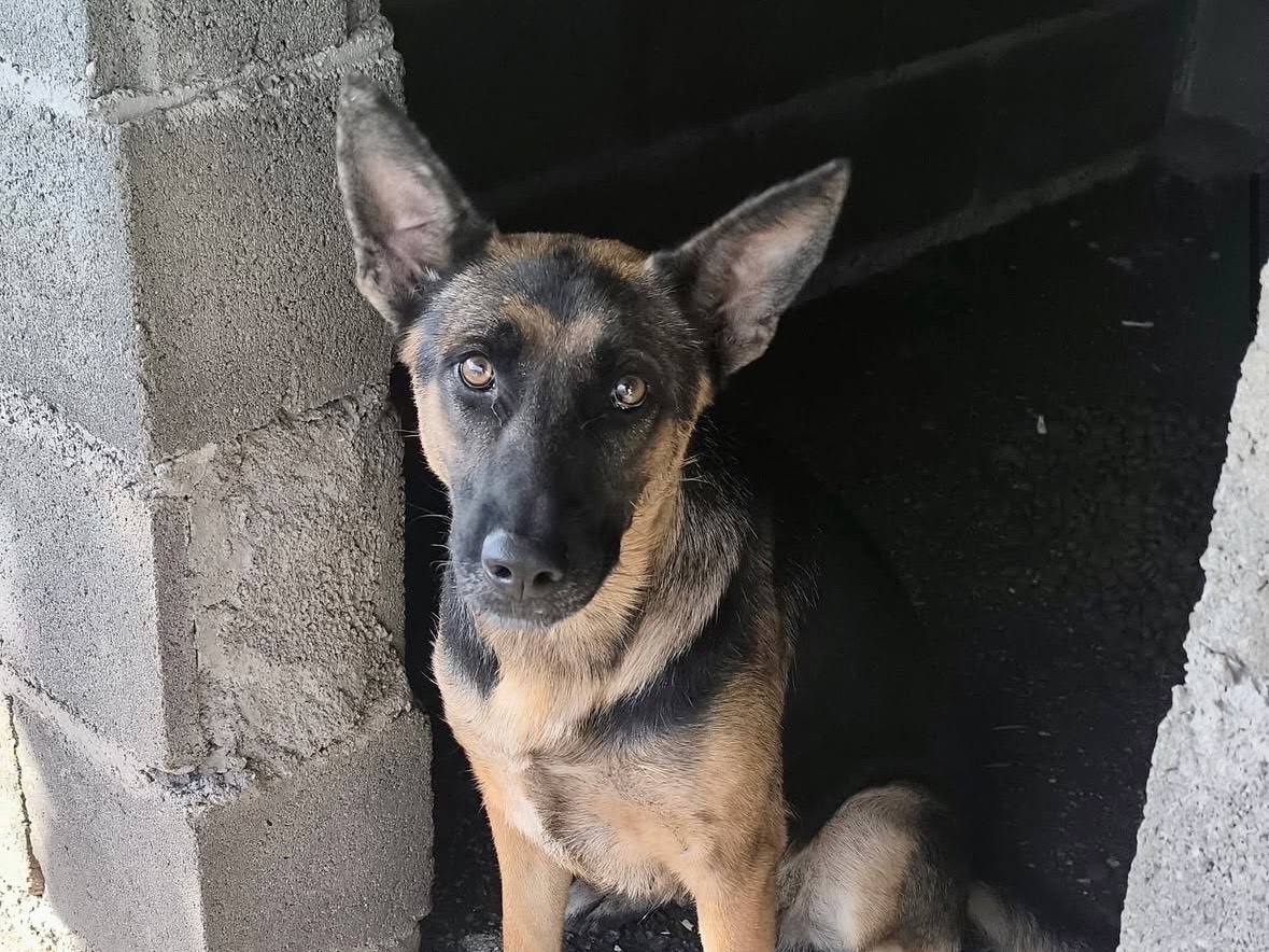 Adozione cane, femmina, Razza sconosciuta Razza sconosciuta, 2 anni e 1 mese, taglia media, Treviso