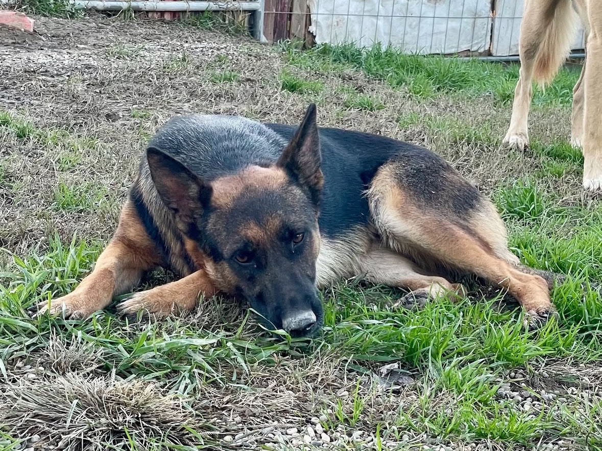 Adotta un cane, femmina, 2 anni e 1 mese, Treviso