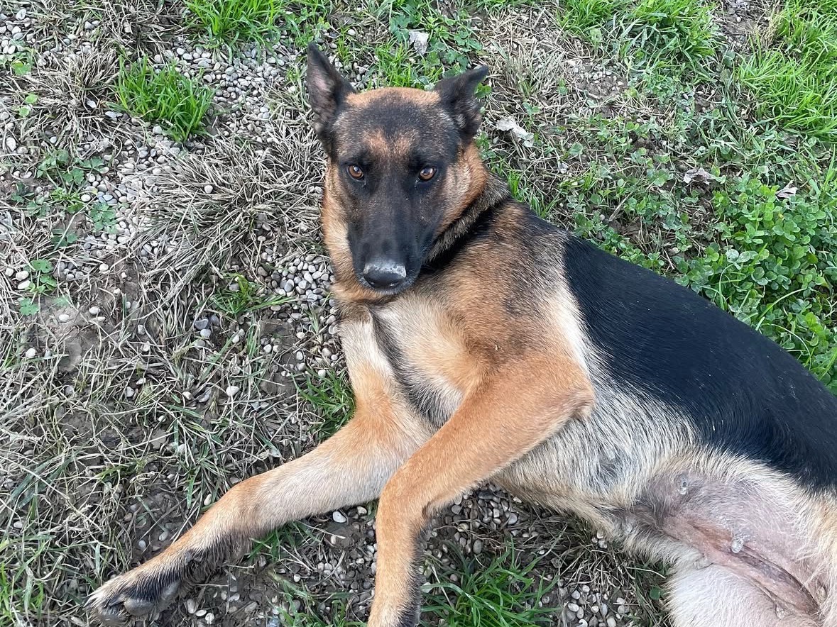 Adotta un cane, taglia media, femmina, Treviso