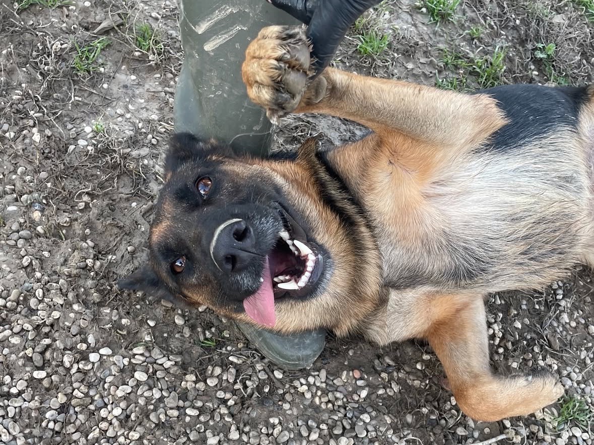 Vuoi adottare un cane a Treviso?