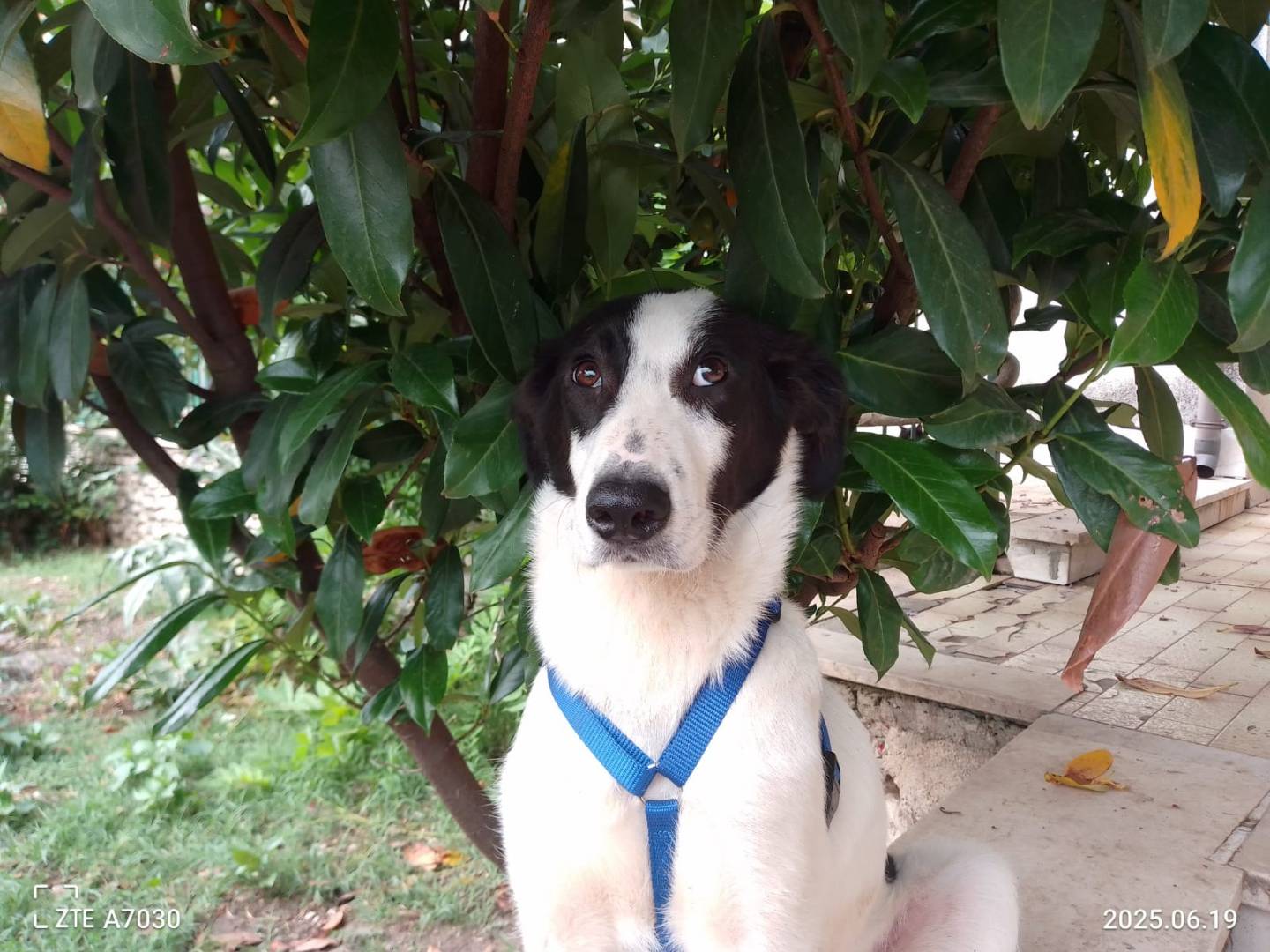 Adozione cane, maschio, Razza sconosciuta Razza sconosciuta, 10 mesi, taglia media, Avellino