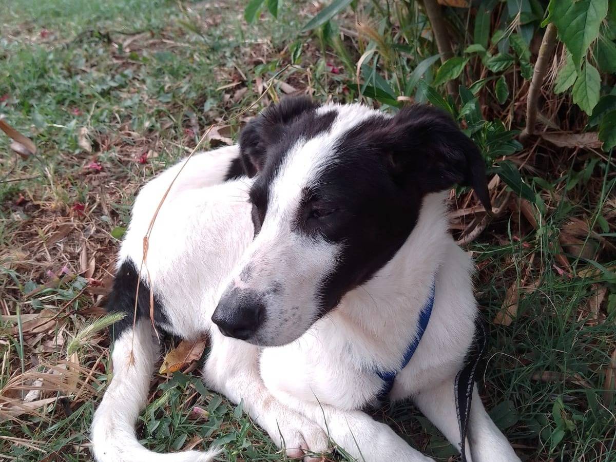 Adotta un cane, maschio, 10 mesi, Avellino