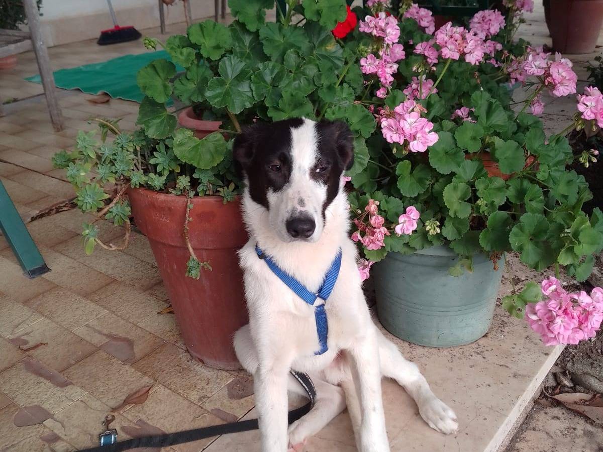 Vuoi adottare un cane a Avellino?