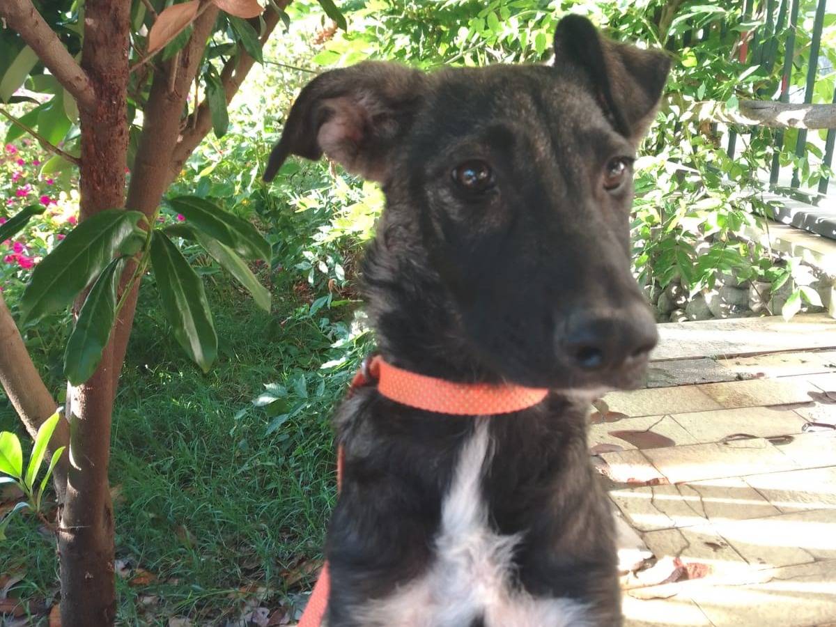 Adozione cane, femmina, Razza sconosciuta Razza sconosciuta, 7 mesi, taglia media, Avellino