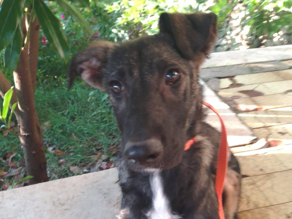 Adotta un cane, femmina, 7 mesi, Avellino