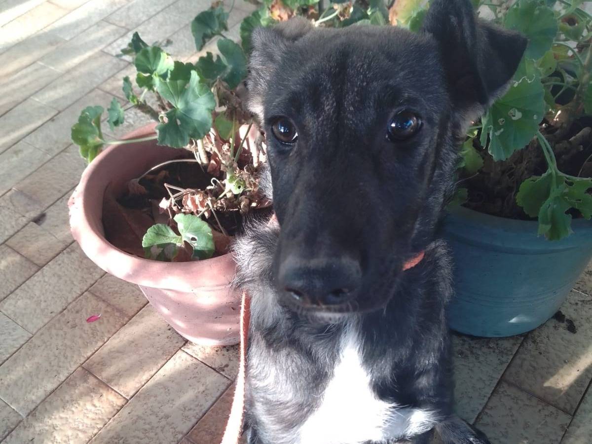 Adotta un cane, taglia media, femmina, Avellino